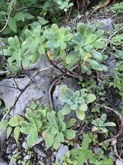 Sedum palmeri
