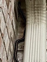 Thamnophis cyrtopsis ocellatus