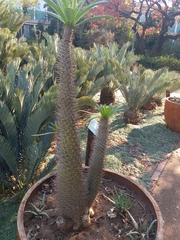 Pachypodium lamerei
