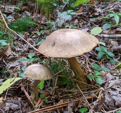 Leccinum