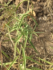 Asclepias fascicularis