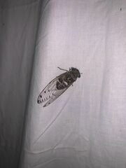 Diceroprocta mesochlora