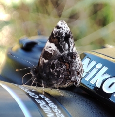 Aubergina vanessoides