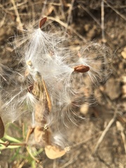 Asclepias fascicularis