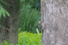 Melanerpes aurifrons