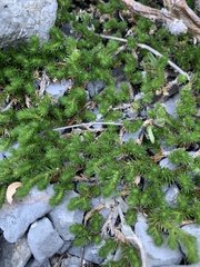 Selaginella wrightii