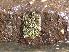 Dermatocarpon luridum