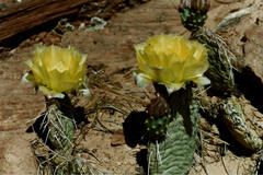 Opuntia aurea