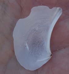 Heteroclidus punctatus