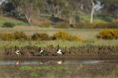 Anseranas semipalmata