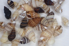 Nassarius fraterculus