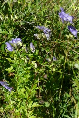 Aconitum uncinatum