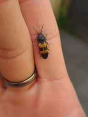 Conoderus dimidiatus