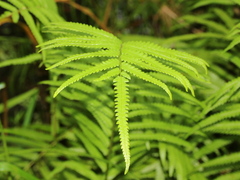 Christella acuminata