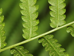 Christella acuminata