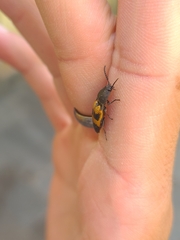 Conoderus dimidiatus
