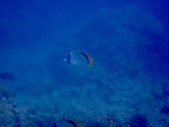 Chaetodon lineolatus