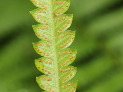 Christella acuminata