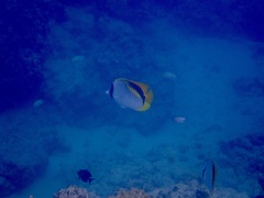 Chaetodon lineolatus