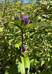Gentiana clausa