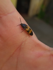 Conoderus dimidiatus