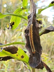 Trichordestra legitima