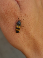 Conoderus dimidiatus
