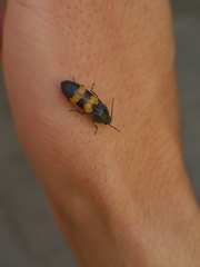 Conoderus dimidiatus