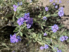 Glandularia gooddingii