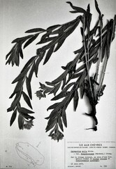 Lithospermum parviflorum