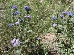 Glandularia gooddingii