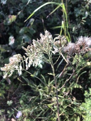 Eupatorium album