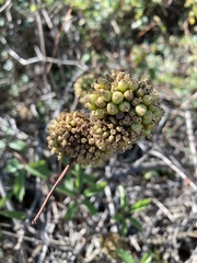 Cuscuta compacta