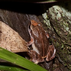 Eleutherodactylus johnstonei