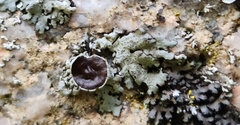 Xanthoparmelia cumberlandia