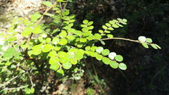 Nothofagus cliffortioides