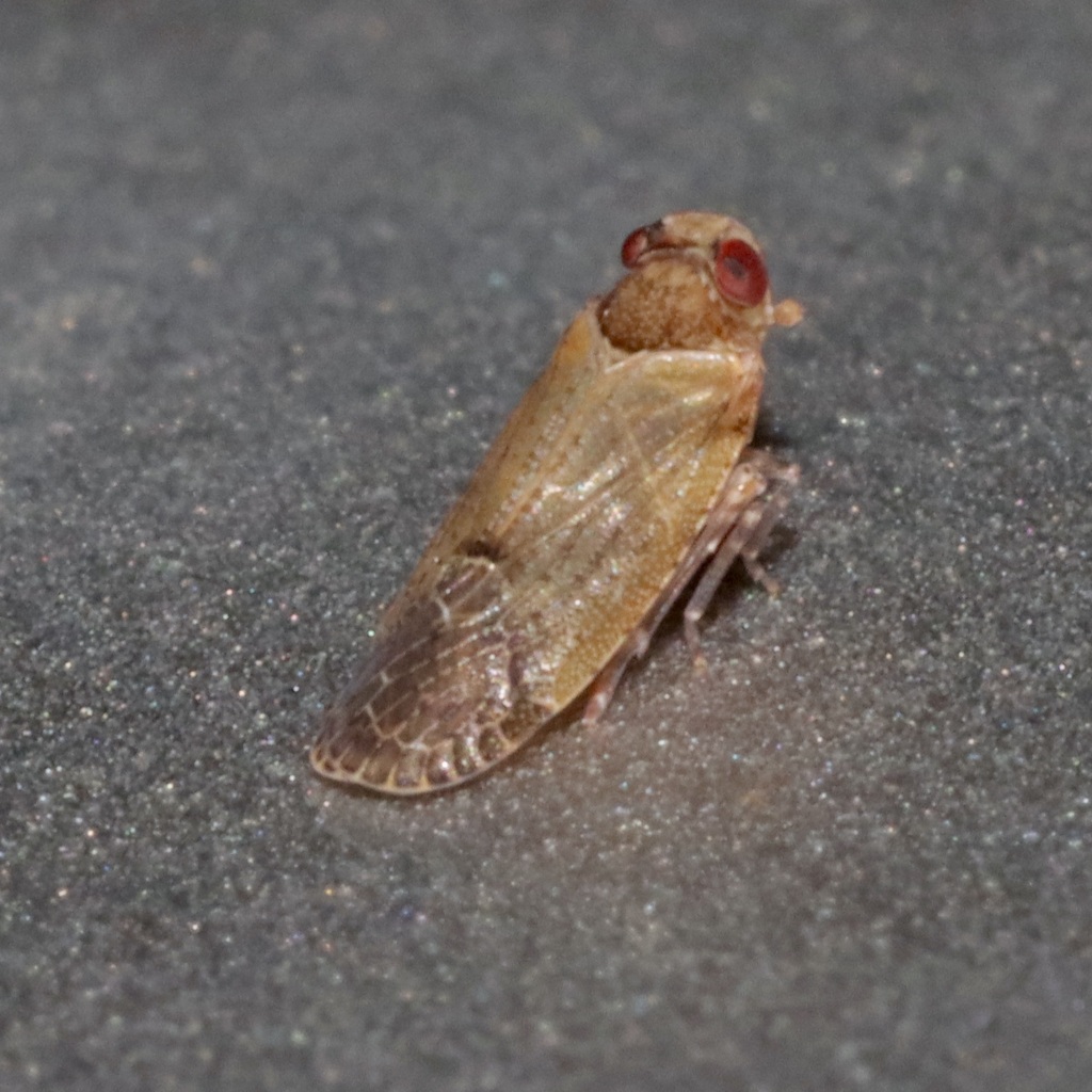Catonia saltator