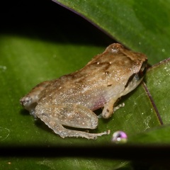 Eleutherodactylidae