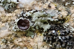 Xanthoparmelia cumberlandia