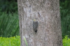 Melanerpes aurifrons