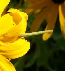 Chlorochlamys chloroleucaria