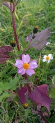 Bidens odorata