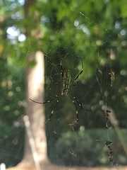 Trichonephila clavata