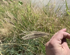Chloris virgata