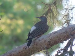 Colaptes auratus cafer
