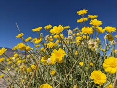 Baileya pleniradiata