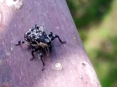 Peltophorus polymitus