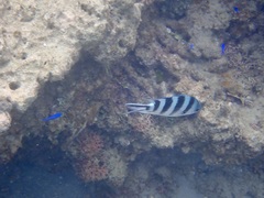 Abudefduf sexfasciatus