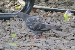 Columba livia