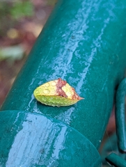 Prolimacodes badia